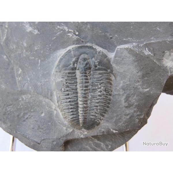 Magnifique et vritable fossil trilobite 250 millions d'annes