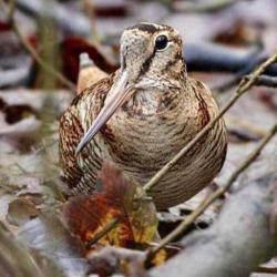Journée de Chasse à la Bécasse en Sologne 2023-2024