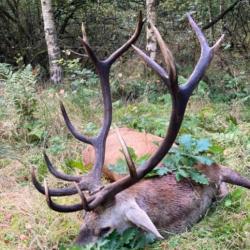 Chasse à l'approche du cerf pendant le brame