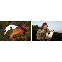 Canada : Chasse aux canards polaires