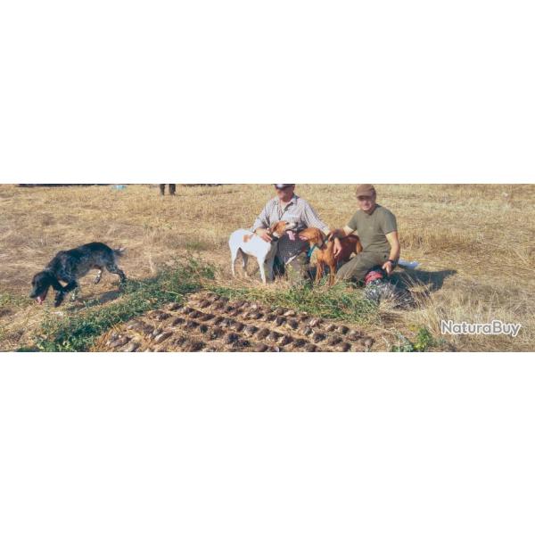 Roumanie : Caille au chien d'arrt