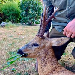 Chasse du brocard à l'approche dans la Haute Vienne