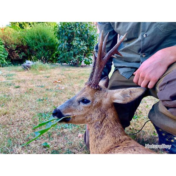 Chasse du brocard  l'approche dans la Haute Vienne