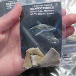 Sachet de 4 dents fossile de requin préhistorique Crétacé 45-70 millions d'années