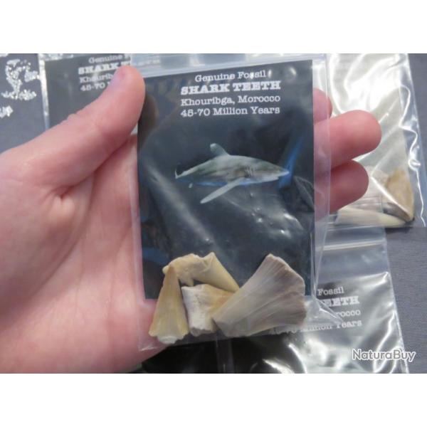 Sachet de 4 dents fossile de requin prhistorique Crtac 45-70 millions d'annes