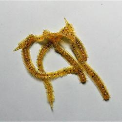 NEREIS - vers marins - 10 cm - 1 gr - color jaune doré - par 6