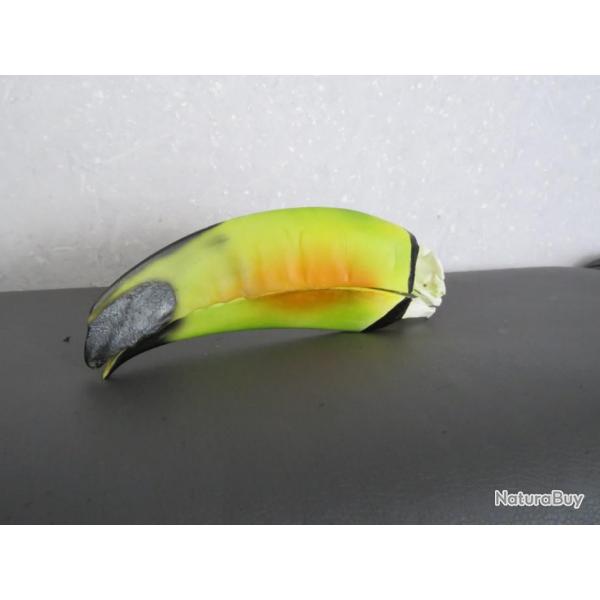 Rare magnifique rplique d'un crne de toucan taxidermie ostologie vente lgale