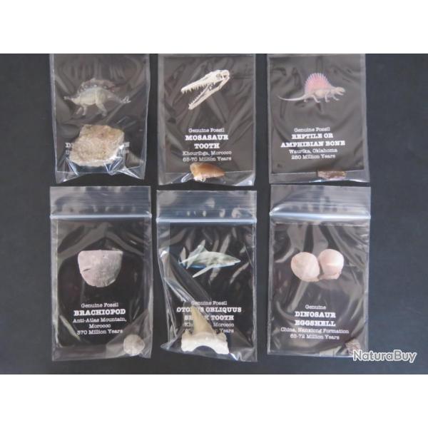 Lot de 6 pices fossiles enchodus, brachopod, reptile or, Dinosaur, raie