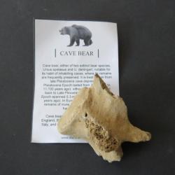 Véritable morceau d'os d'une vertèbre d'un ours des caverne fossile
