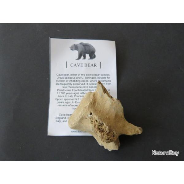 Vritable morceau d'os d'une vertbre d'un ours des caverne fossile