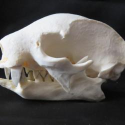 Magnifique réplique en résine d'un crâne de paresseux à 2 doigts taxidermie ostéologie REPLIQUE
