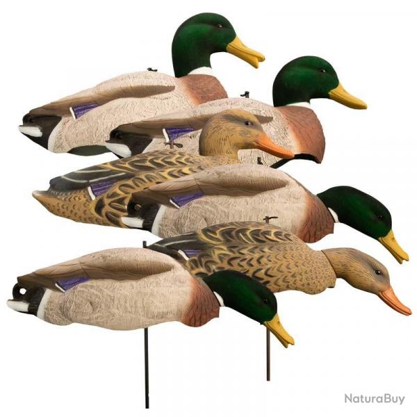 Coquilles colvert ttes floques Higdon