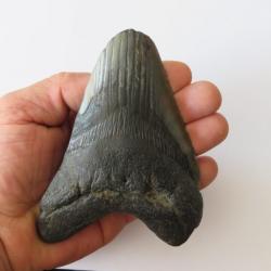 Véritable grande dent fossile de requin  MEGALODON  Caroline du Nord aucune restauration 14 cm 5"
