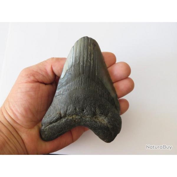 Vritable grande dent fossile de requin  MEGALODON  Caroline du Nord aucune restauration 14 cm 5"