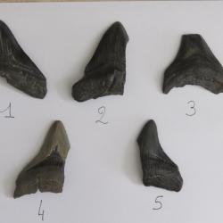 Dent de Mégalodon partiel fossile 7 / 9 cm Prix pour une dent !