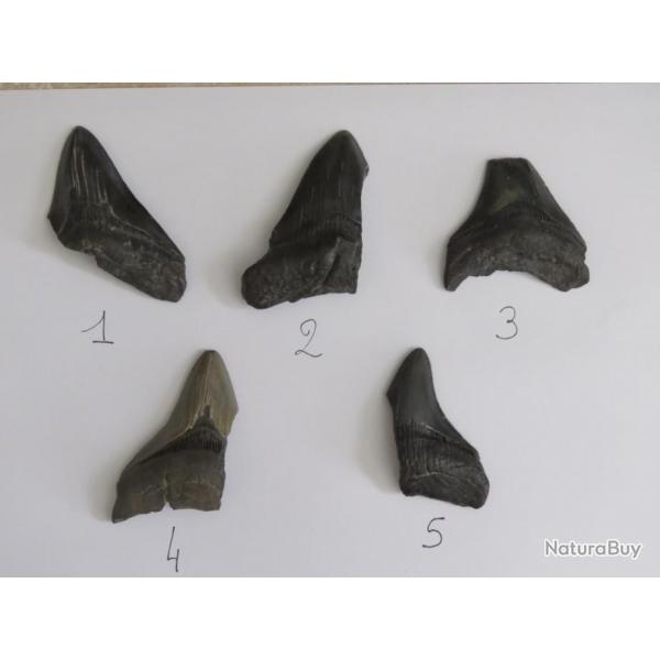 Dent de Mgalodon partiel fossile 7 / 9 cm Prix pour une dent !