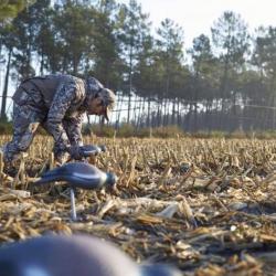 Séjour de chasse pigeon/palombe, affût sangliers et passée aux canard en Sologne , 2 jours / 2 nuits