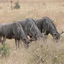 AFRIQUE DU SUD - PACKAGE 4 ANIMAUX NON TROPHEES