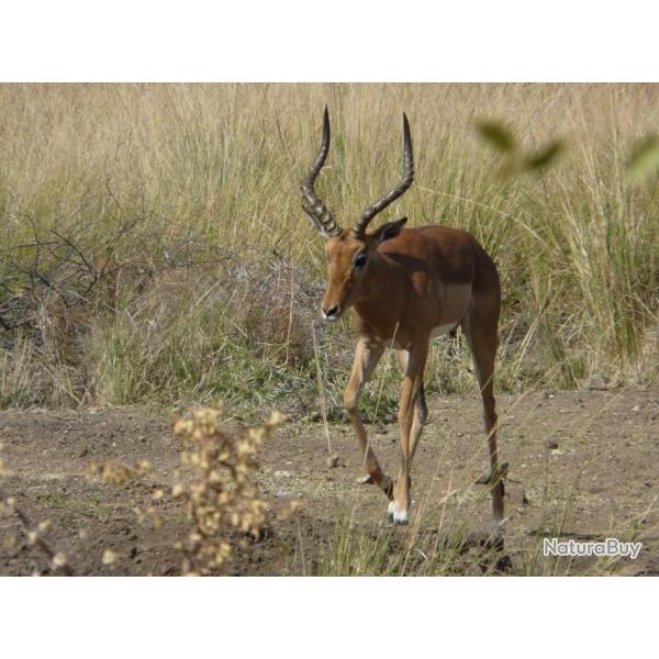 AFRIQUE DU SUD - PACKAGE DECOUVERTE - 3 TROPHEES INCLUS