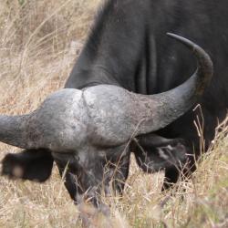 AFRIQUE DU SUD - BUFFLES KAFFER