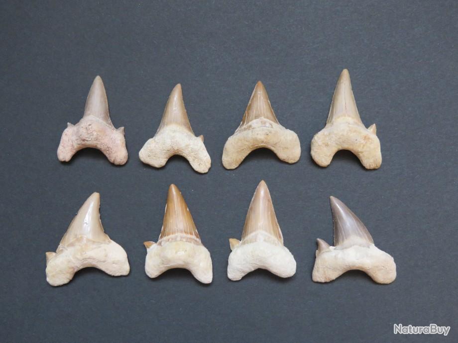 Dent fossile de requin Otodus obliquus 4/5 cm Origine Maroc 