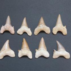 Grande dent fossile de requin Otodus obliquus 4/5 cm Origine Maroc " Prix pour une dent "