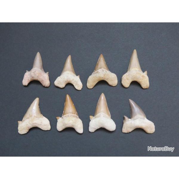 Grande dent fossile de requin Otodus obliquus 4/5 cm Origine Maroc " Prix pour une dent "