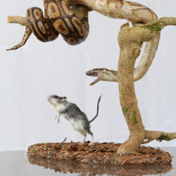 a reserver taxidermie python taxidermy snake rat curiosité odditties