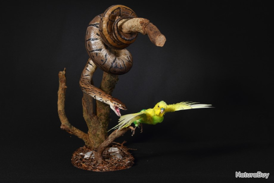 A reserver taxidermie python taxidermy snake oiseaux bird curiosité ...