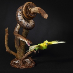 a reserver taxidermie python taxidermy snake oiseaux bird curiosité odditties