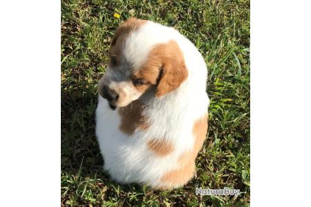 Epagneul Breton Chiots Prochaine Naissance Epagneuls