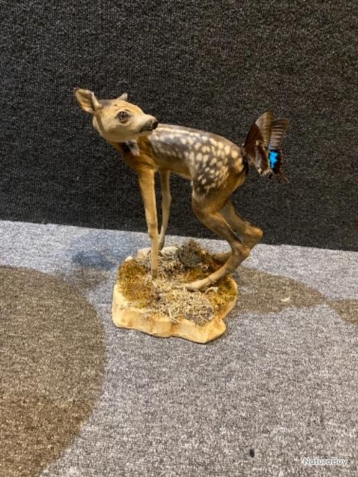 Taxidermie Bebe Faon Avec Papillon Trophees Petits Gibiers