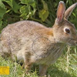 NORMANDIE ARCHERIE - LAPIN DE GARENNE