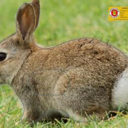 NORMANDIE ARCHERIE - LAPIN DE GARENNE