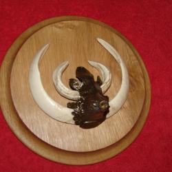 feuille de chêne , HURE tète de sanglier en bronze (petite) 6,5cm x 4,8cm