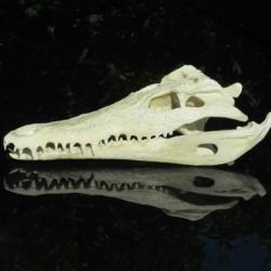 Taxidermie.Reconstitution crâne de crocodile