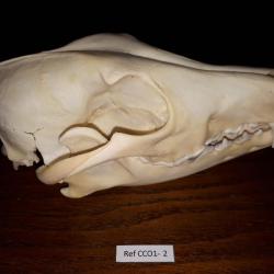 Crâne de Coyote