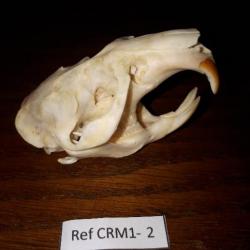 Crâne Rat Musqué