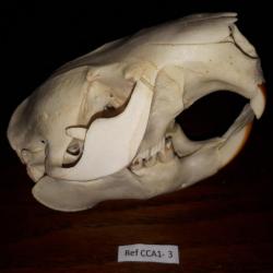 Crâne de Castor