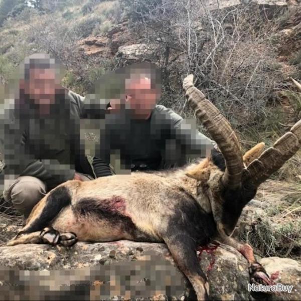 ESPAGNE IBEX 2025/2026