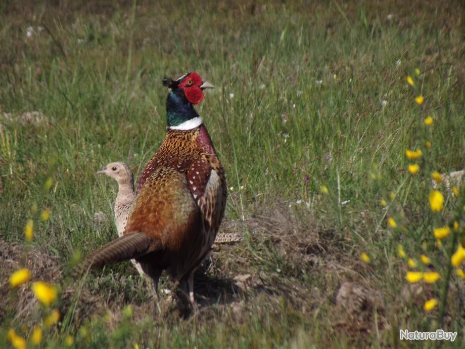 Action De Chasse Disponible 2022 2023 72