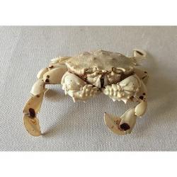 Crabe lunaris