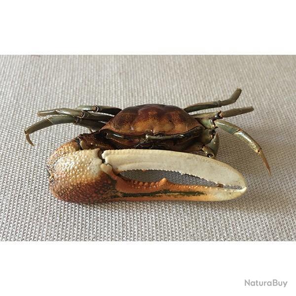 crabe violoniste