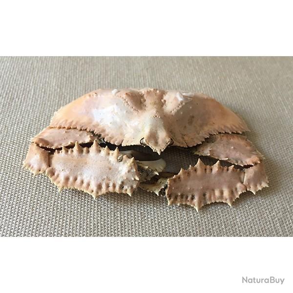 crabe fornicata et Crabe asperi 12/14cm
