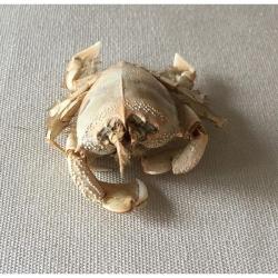 Crabe Notopus 6/9cm
