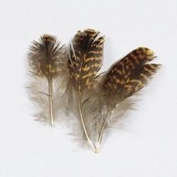 GROUSE (TETRAS)