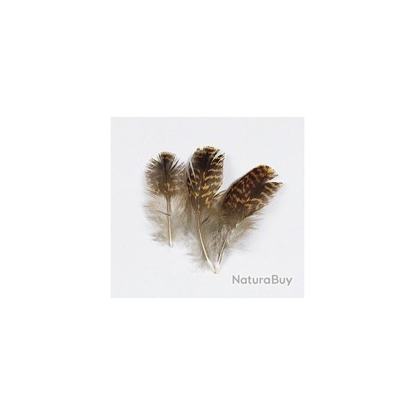 GROUSE (TETRAS)
