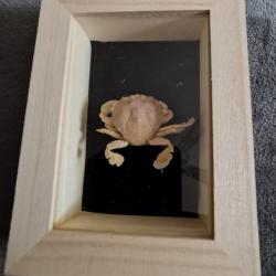 Crabe Lunaris encadré boite vitrée
