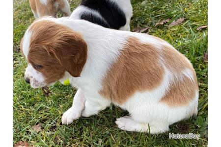 Epagneul Breton Chiots A Reserver Lof Epagneuls