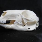 Magnifique et véritable crâne de ragondin taxidermie trophée ostéologie 
